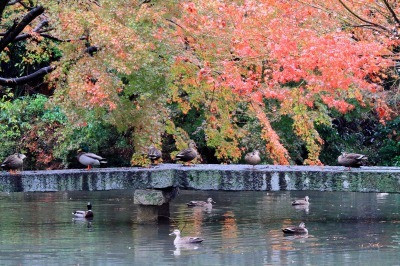 池泉多島式の阿自岐庭園