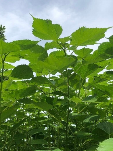 苧(お)が茂っている様子