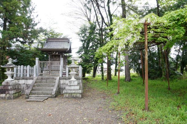 若宮神社境内の白藤（本殿と藤棚）